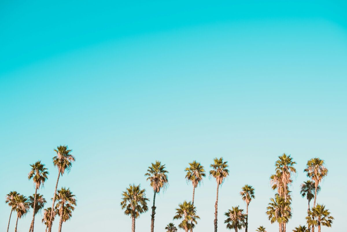 7 lessons from the palm tree