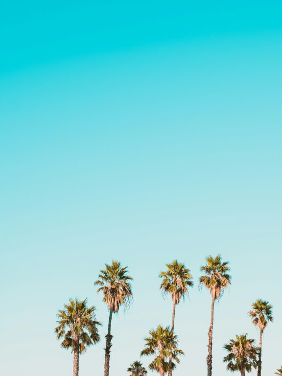 7 lessons from the palm tree