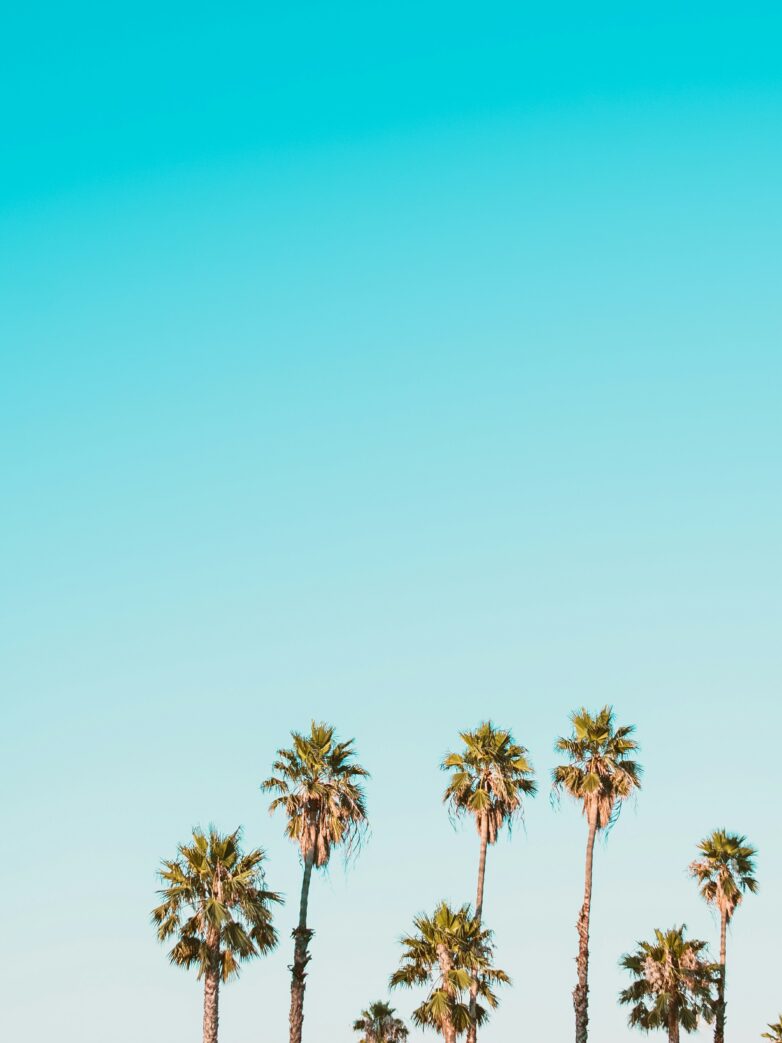 7 lessons from the palm tree