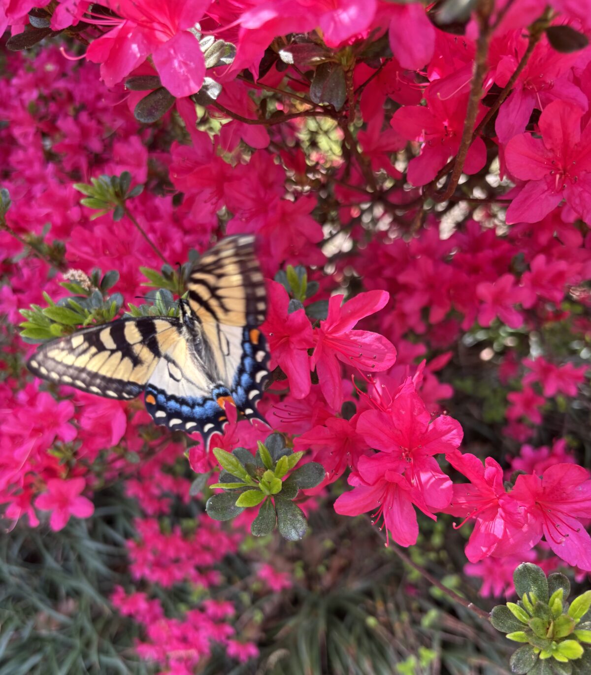 From caterpillar to butterfly: the beauty of true transformation