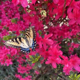 Spring Reset: 5 simple habits to feel your best again