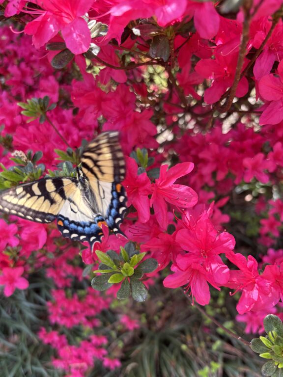 From caterpillar to butterfly: the beauty of true transformation