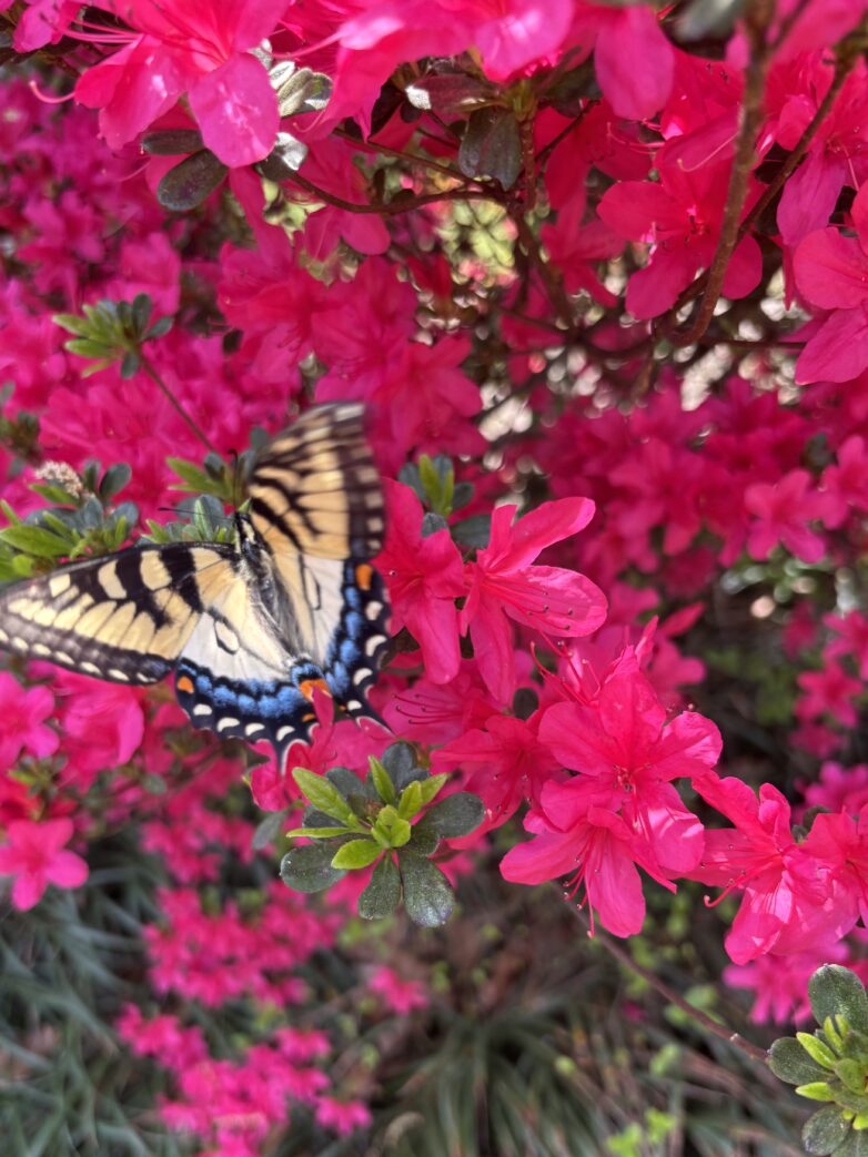 From caterpillar to butterfly: the beauty of true transformation
